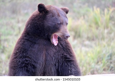 Real Black Bear With Mouth Open. Teeth.  Ferocious 