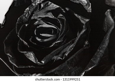 Real Black Rose