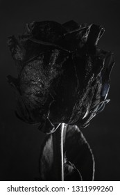 Real Black Rose