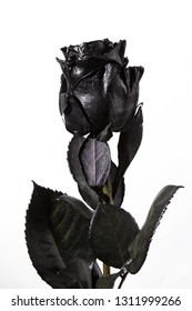 Real Black Rose