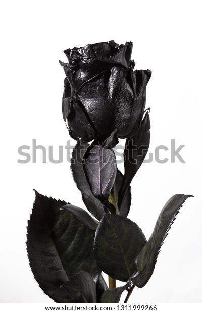 Real Black Rose Stock Photo Edit Now