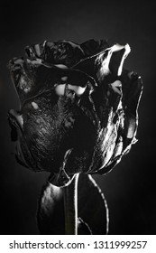 Real Black Rose In The Milk Drops