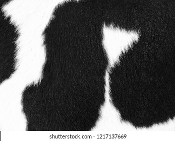 Real Black And White Cow Hide. Close Up Cow Fur Texture. Animal Real Fur Background. Detail Of Black And White Fur Of Cow. Pattern Of Cowhide. Leather Hair With Beautiful Style. Skin And Hair Of Cow.