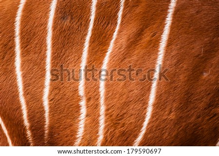 Real Bongo pattern or texture or skin or background