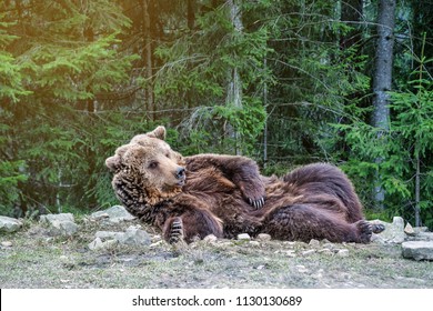the real brown bear woke up in the woods