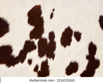 Real Brown And White Cow Hide. Close Up Cow Fur Texture. Animal Real Fur Background. Detail Of Red And White Fur Of A Cow. Pattern Of Cowhide. Leather Hair With Beautiful Style. Skin And Hair Of Cow.