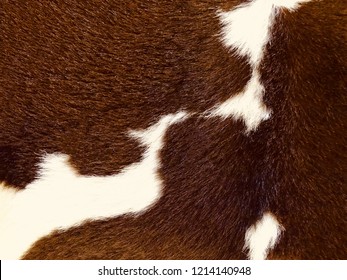 Real Brown And White Cow Hide. Close Up Cow Fur Texture. Animal Real Fur Background. Detail Of Red And White Fur Of A Cow. Pattern Of Cowhide. Leather Hair With Beautiful Style. Skin And Hair Of Cow.