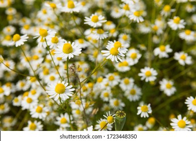 Real Chamomile Blooms On A Wild Field