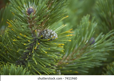 Real Christmas Tree With Cone Close-up