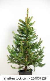 Real Christmas Tree, Isolated On White Background. Preparing To Decorate Christmas Toys. 