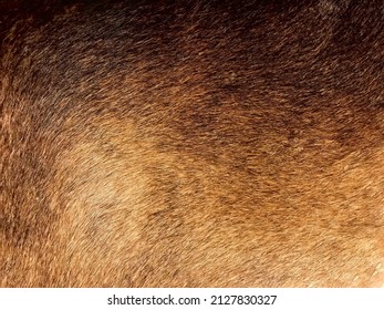 Real Cow Hide Background. Close Up Cow Fur Texture. Animal Real Skin Fur Hair. Pattern Of Cowhide. Beautiful Leather Pattern Style. Image Of Brown Cow Skin And Hair In Detail.