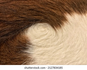 Real Cow Hide Background. Close Up Cow Fur Texture. Animal Real Skin Fur Hair. Pattern Of Cowhide. Beautiful Leather Pattern Style. Swirl Cow Hair Background, In Detail.