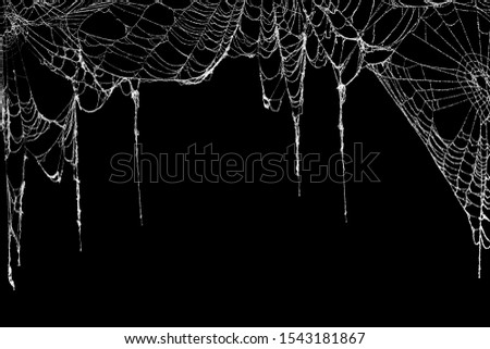 Real creepy spider webs hanging on black banner as a top border