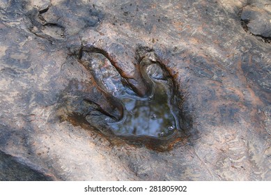 Real dinosaur footprint  , Thailand.