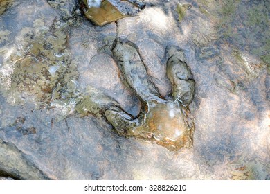 Real Dinosaur Footprint Thailand Stock Photo 328826210 | Shutterstock