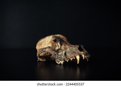 real dog skull isolated on black background, remain dead animal head, bone skeleton detail, anatomical close-up, copy space. - Shutterstock ID 2244405537