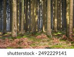 Real Easy Company Foxholes Bois Jaques, Bastogne, Belgium