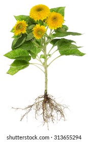Real environmentally friendly field sunflower with roots and flowers.  Isolated studio shot