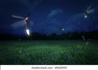 real fireflies at a calm night
