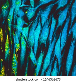 Real Fluorescence Microscopic View Of Pseudocolored Human Skin Cells In Culture