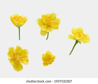 A real fresh ochna integerrima flower for New Lunar Year in Vietnam isolated on white - Powered by Shutterstock