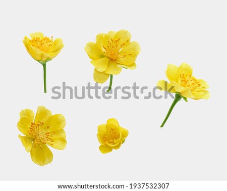 A real fresh ochna integerrima flower for New Lunar Year in Vietnam isolated on white