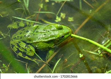 The real frog (lat. Ranidae) is a family of tailless amphibians.
