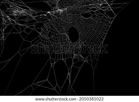 Real frost covered spider web isolated on black. For spooky Halloween decoration.