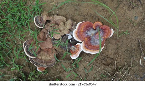 Real Fungi Image : A Wood Decay Fungus Is Any Variety Of Fungus That Consumes Moist Wood