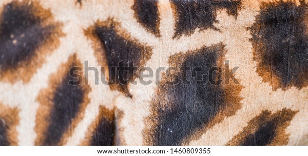 Real Giraffe Skin Background Texture Fur Stock Photo Edit Now 1460809355