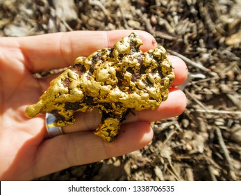 Real Gold Nugget In The Hand. Australia