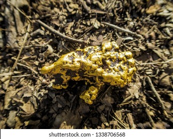 Real Gold Nugget On The Ground. Australia