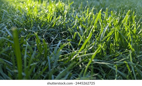 Real green grass background photo
