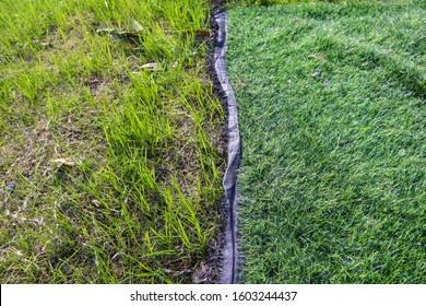Real Green Grass Vs Fake Green Grass