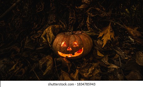 Real Hallowen Pumkin In The Forest