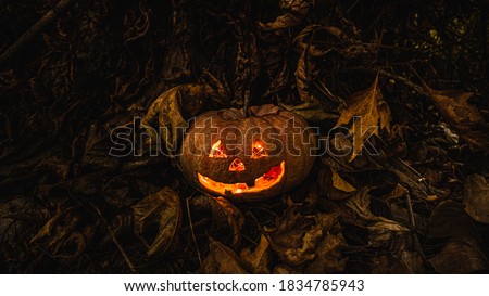 Real Hallowen Pumkin in the Forest