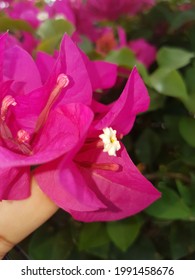 Real Hot Pink Floral Blossoms  