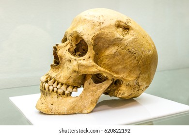 Real Human Skull