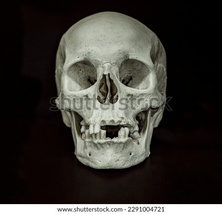 real human skull anatomy picture