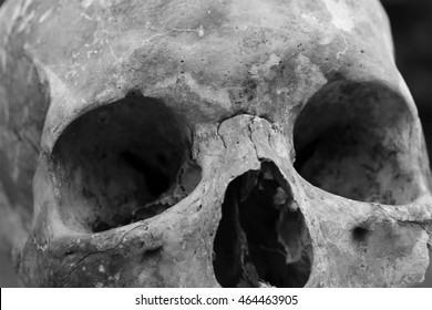 Real Human Skull Close Up