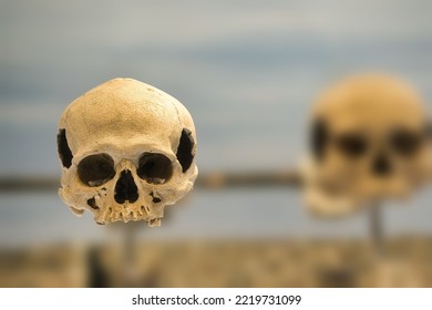 A Real Human Skull With Copy Space