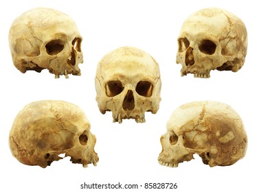 Real human skull isolated on white background, yellow lipid color absorbed into bone has been improved, multi picture
