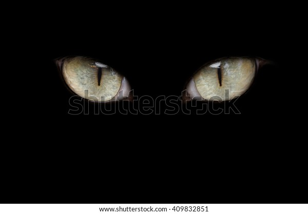 real isolated cat
eyes on black background