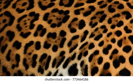 Real Jaguar Fur For Background And Texture. 