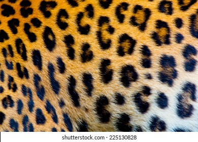 Real Jaguar Skin