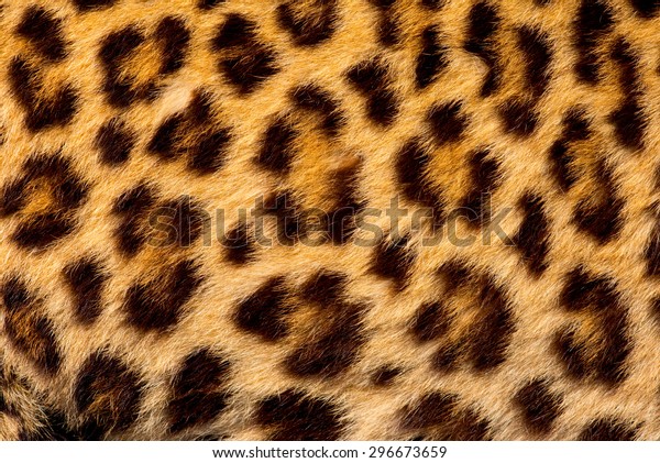 Real Jaguar Skin Stock Photo (Edit Now) 296673659