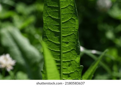 Real Leaf Veins Vascular Tissue 