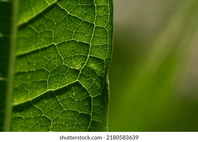 Real Leaf Veins Vascular Tissue 