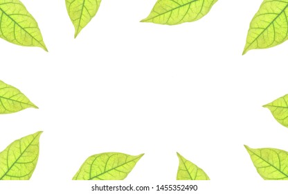 Real Leaves Border Set On White Stock Photo 1455352490 | Shutterstock