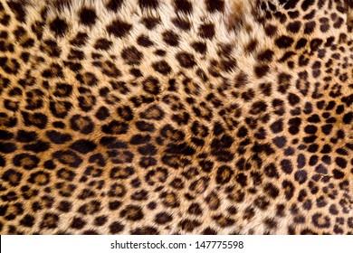 Real Leopard Skin.